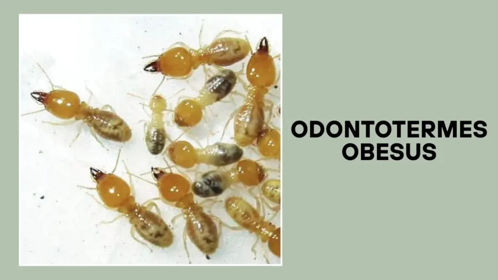 Odontotermes obesus