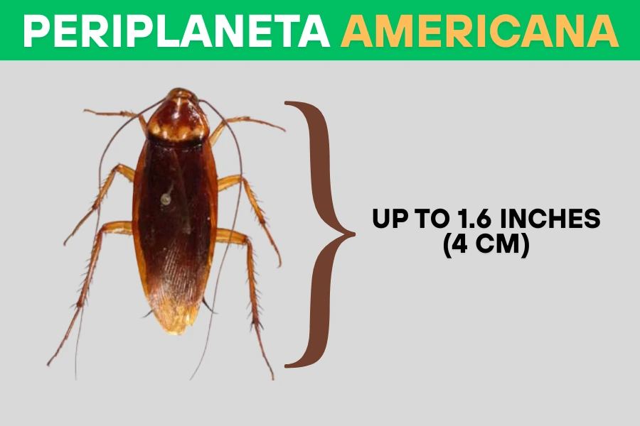 Periplaneta americana