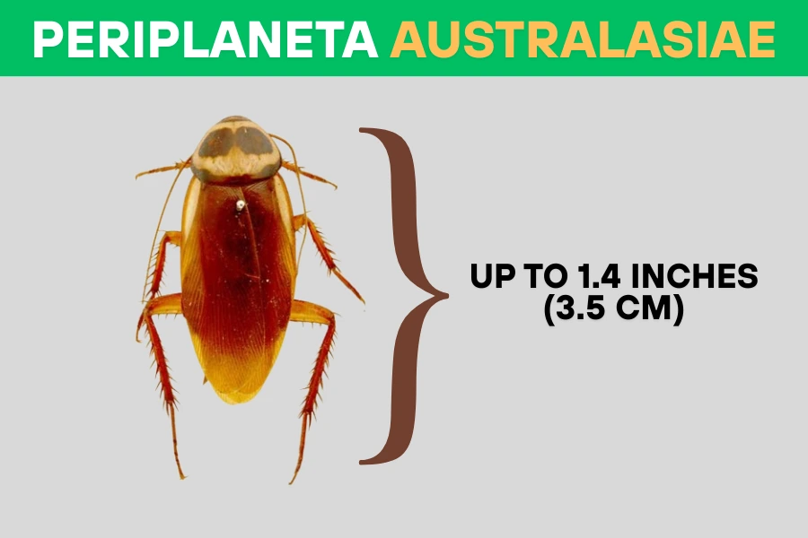 Periplaneta australasiae