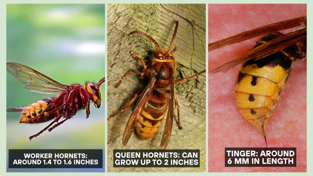 Asian Giant Hornet (Vespa mandarinia) Physical Appearance and Size