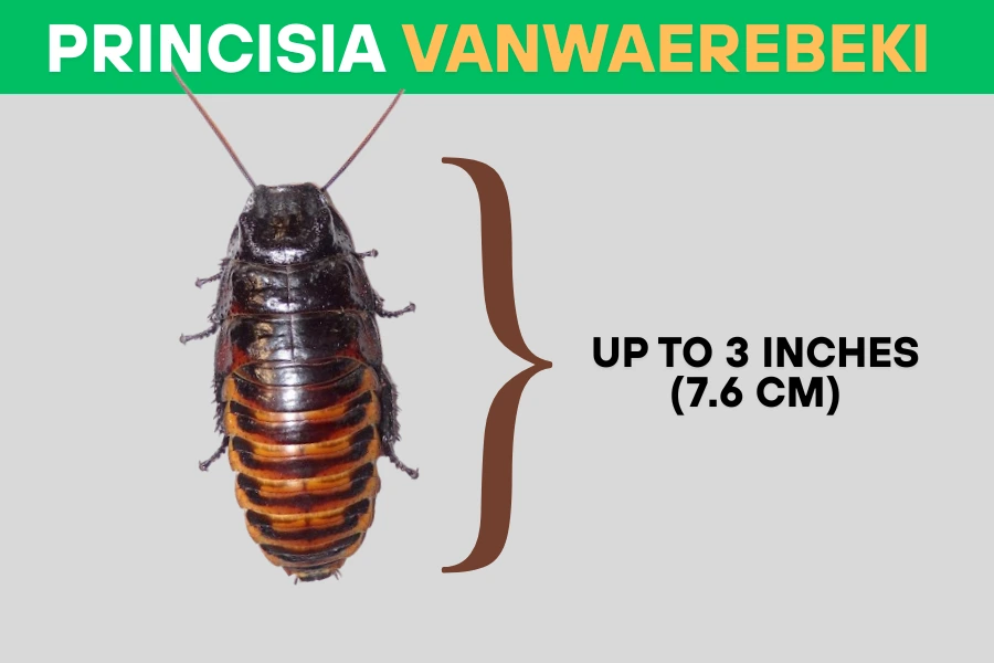 Princisia vanwaerebeki