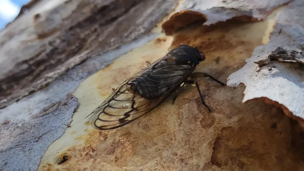 Psaltoda moerens (Red-eye cicada)