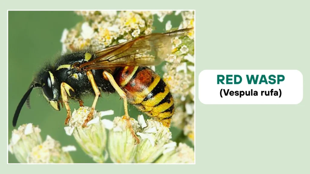 Red Wasp (Vespula rufa)