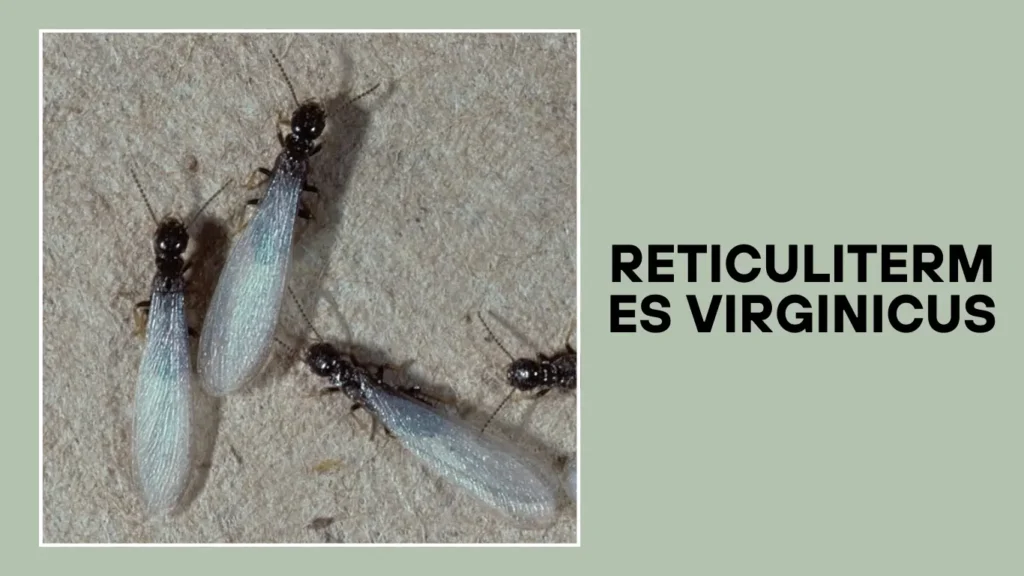 Reticulitermes virginicus