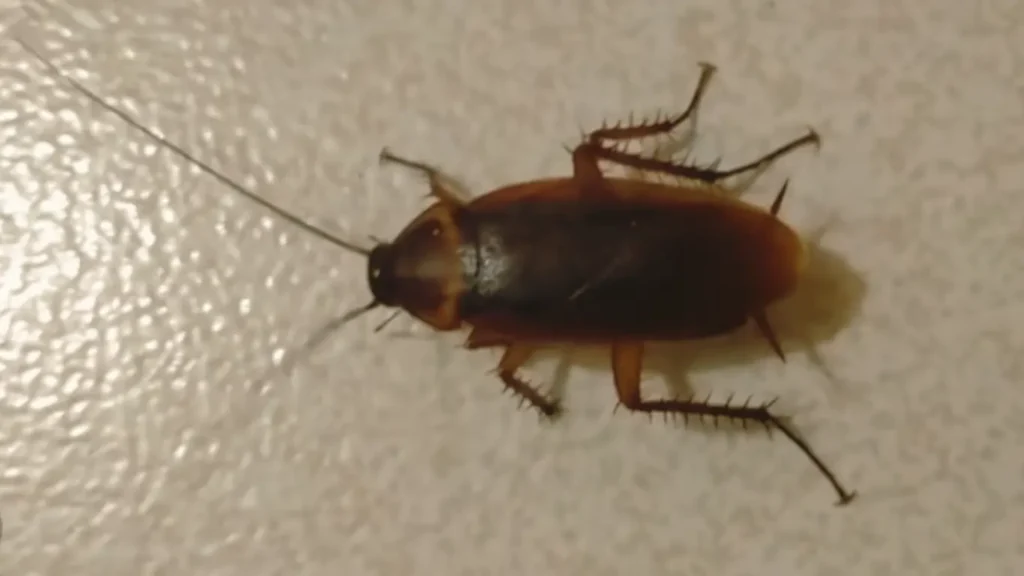 Smokybrown Cockroach