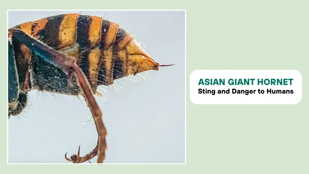 Asian Giant Hornet (Vespa mandarinia Sting and Danger to Humans