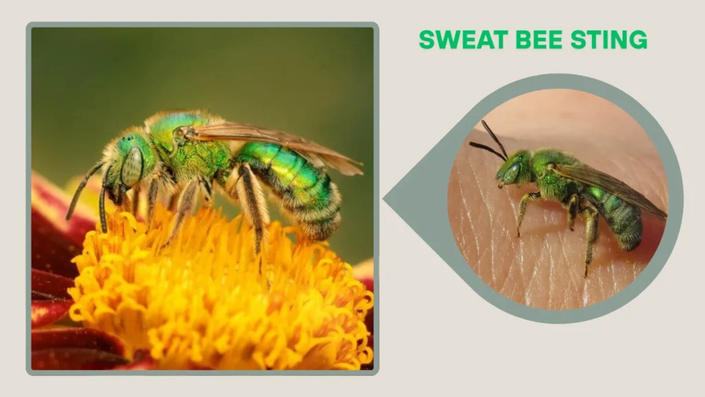 Sweat Bee Sting