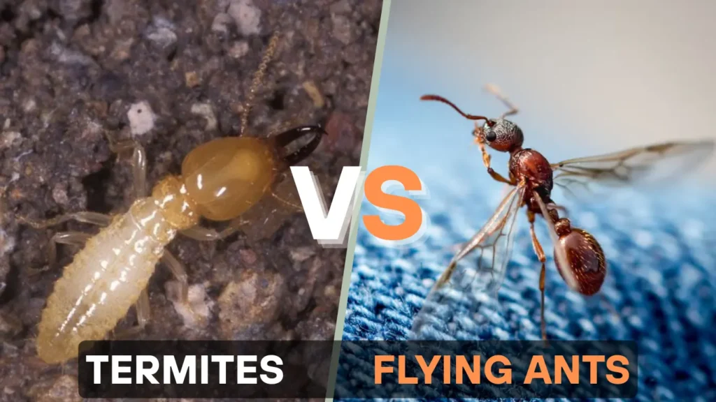 Termites vs Flying Ants – Key Differences