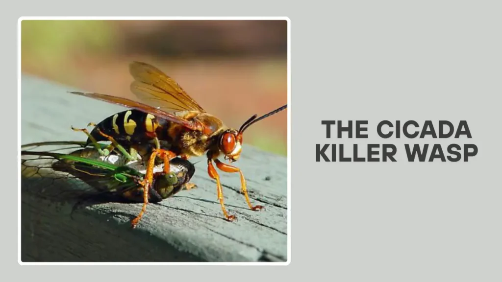 The Cicada Killer Wasp