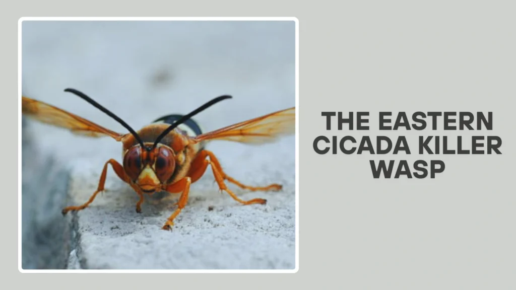 The Eastern Cicada Killer Wasp