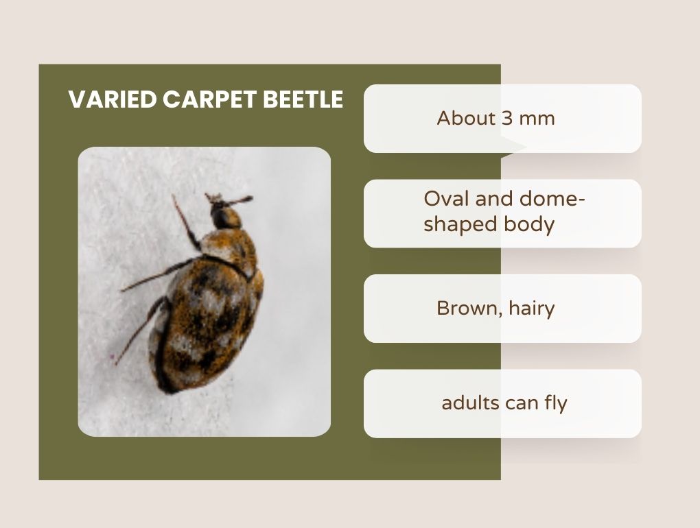 Varied Carpet Beetle size, Identificaon