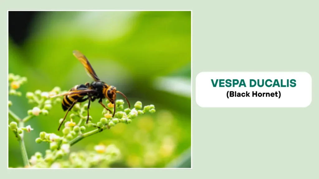Vespa ducalis (Black Hornet)