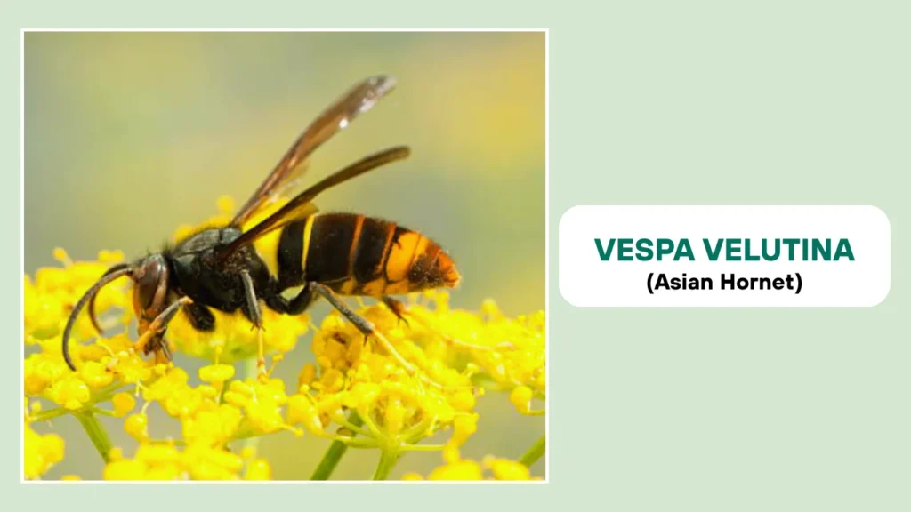 Vespa velutina (Asian Hornet)