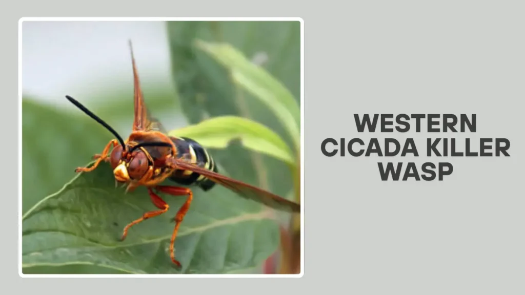 Western Cicada Killer Wasp