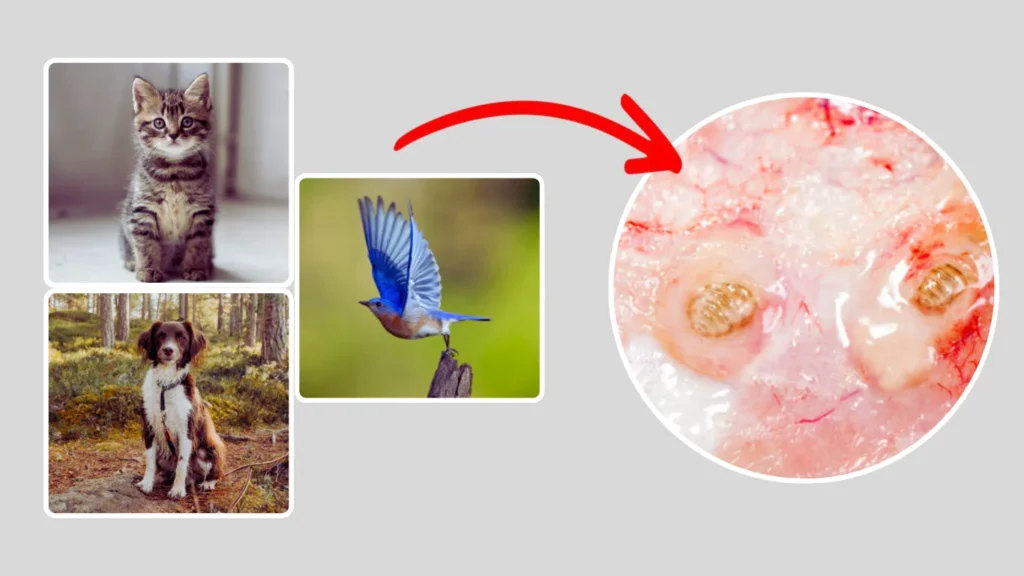 What Is a Botfly and How It Affects Animals