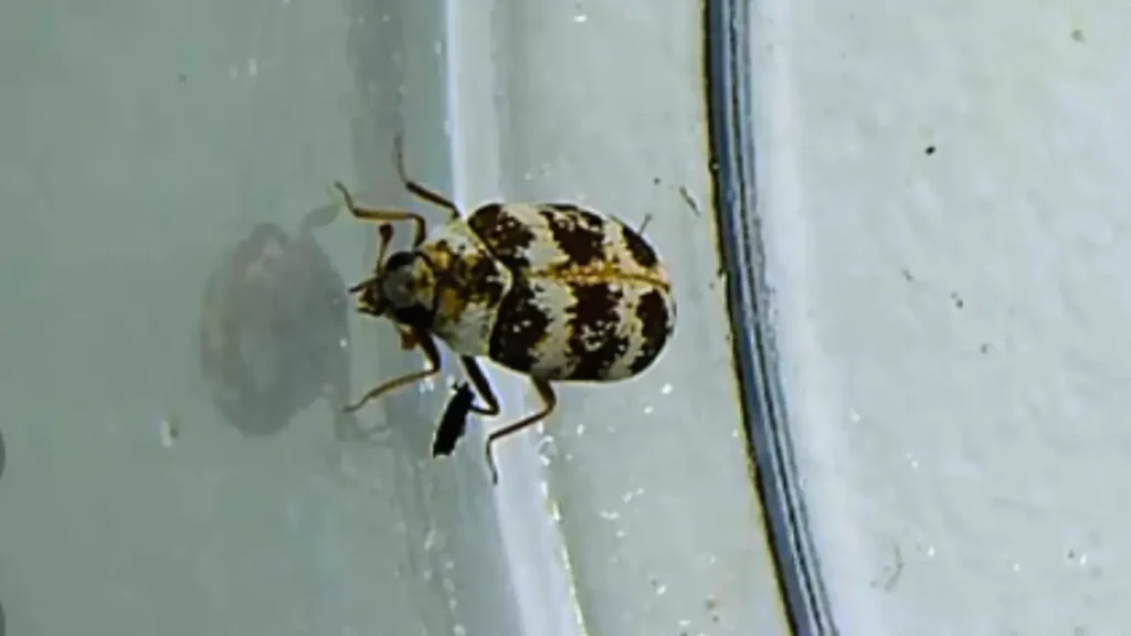 What Is a Varied Carpet Beetle