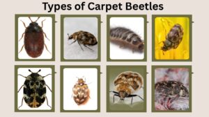 Varied Carpet Beetles: Life Cycle, Behavior, Bite & Facts
