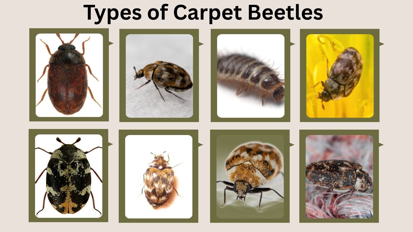 There are all type of Carpet beetles