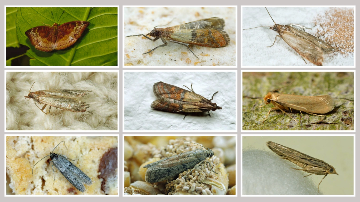 10 Common Types of House Moths (Identification & Removal Guide)