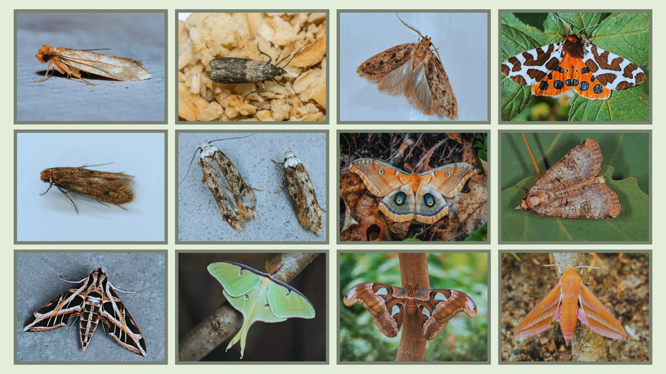 30 Types of Moths Identification, Behavior, and Facts