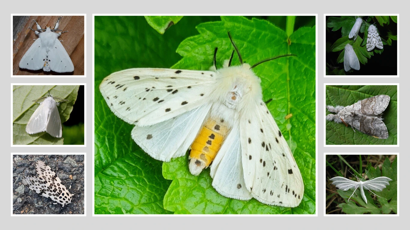 7 Beautiful White Moths Identification with Images
