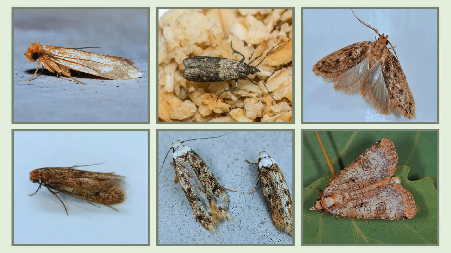 7 Common House Moths Identification With Pictures
