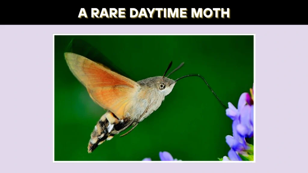 A Rare Daytime Moth