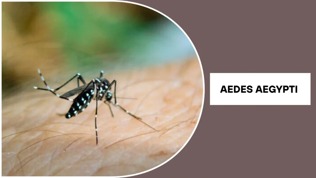 Aedes aegypti