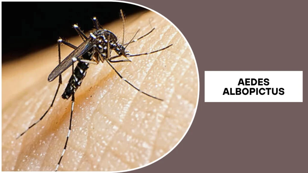 Aedes albopictus