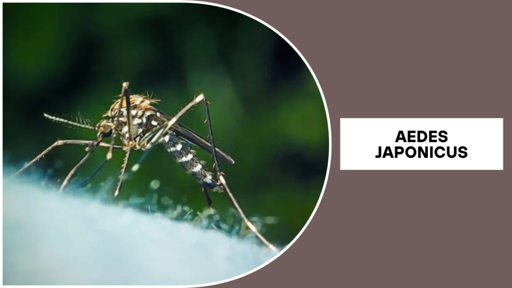 Aedes japonicus