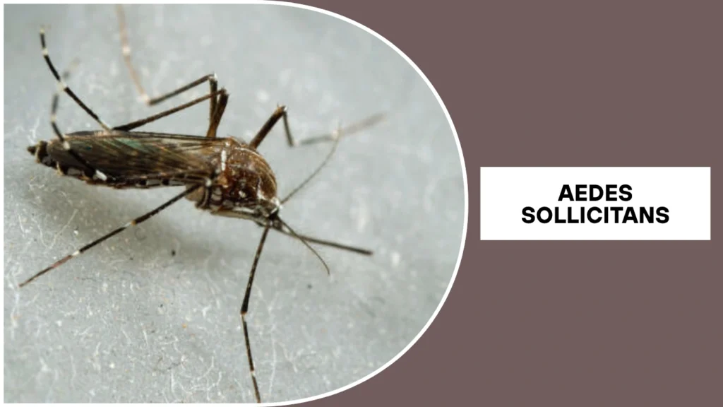 Aedes sollicitans