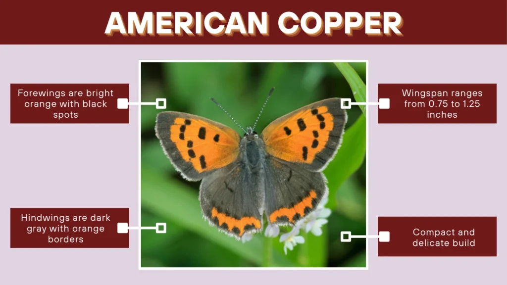 American Copper