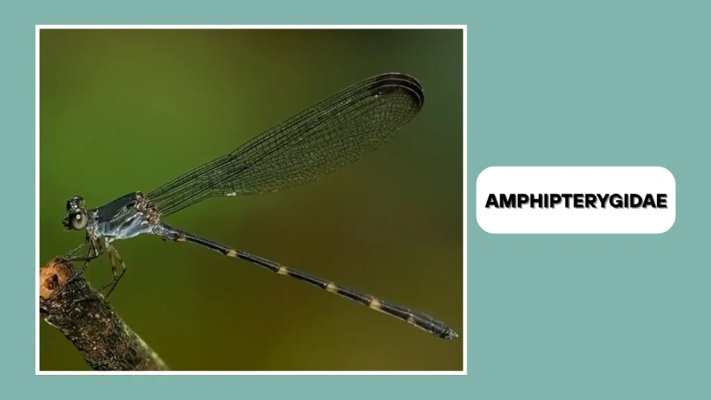 Amphipterygidae (Flatwings)