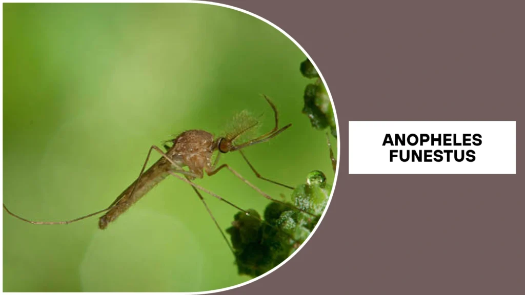 Anopheles funestus