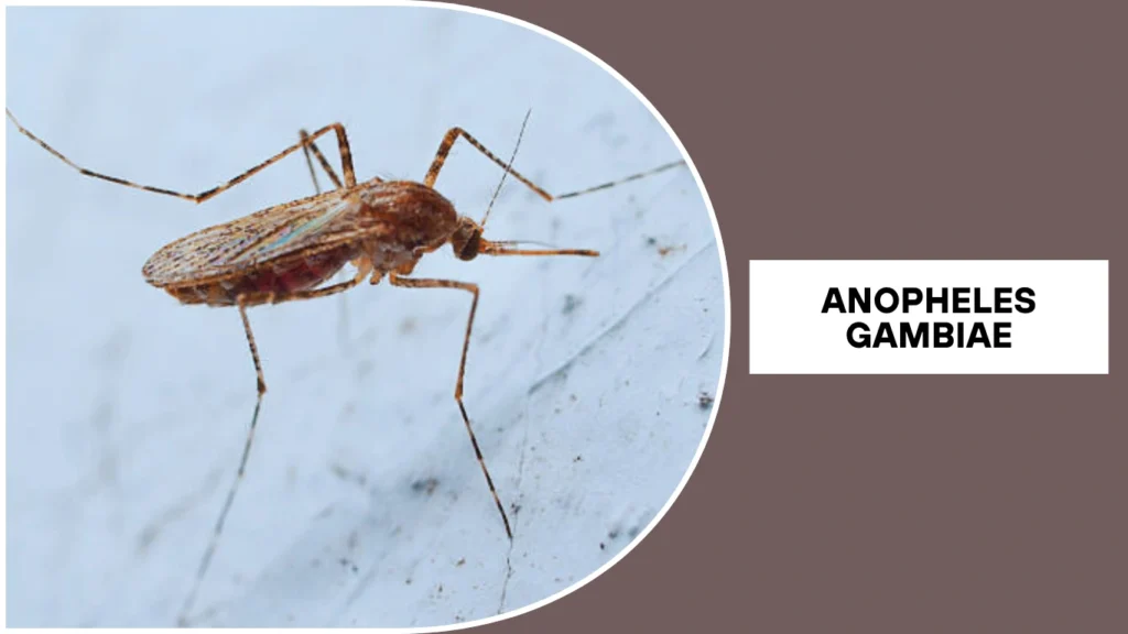 Anopheles gambiae