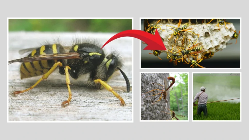 Are All Wasps Facing the Same Risks