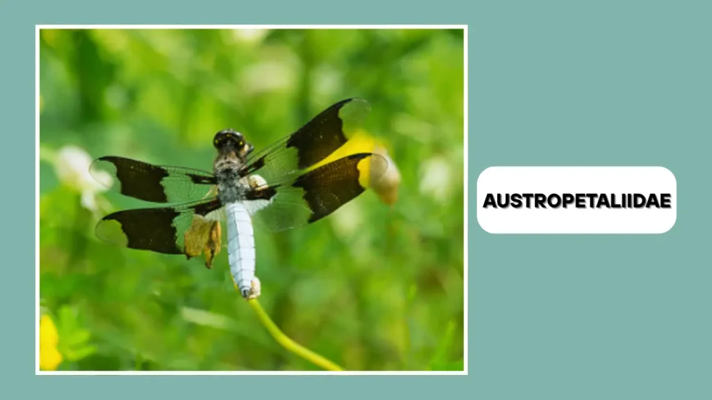 Austropetaliidae (Stream Cruisers)