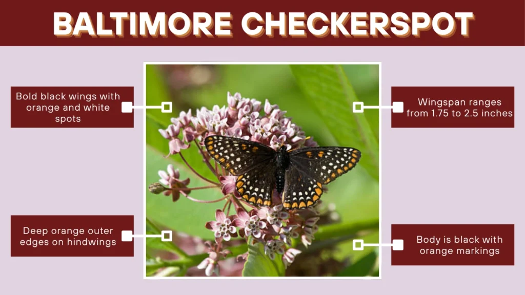 Baltimore Checkerspot
