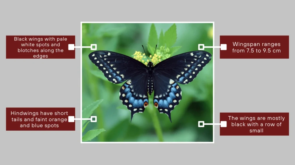 Black Swallowtail (Female Form)