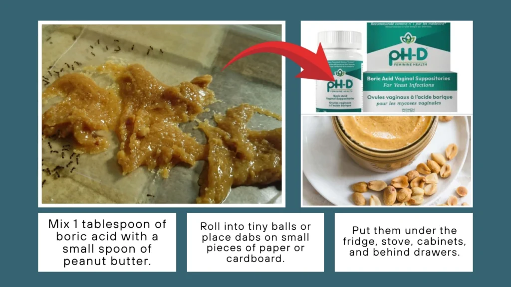 Boric Acid and Peanut Butter Bait