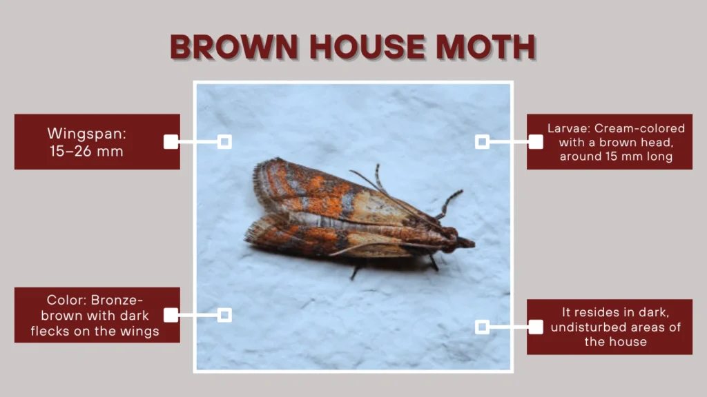 Brown House Moth