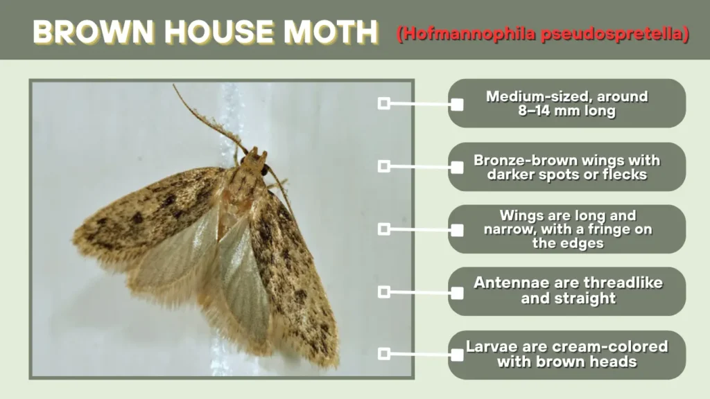 Brown House Moth (Hofmannophila pseudospretella)