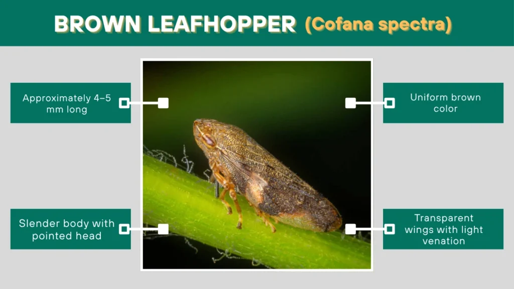 Brown Leafhopper (Cofana spectra)
