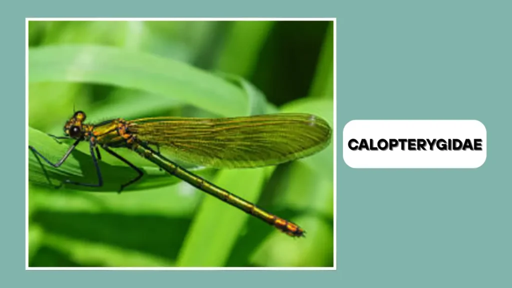 Calopterygidae (Broad-winged Damselflies)
