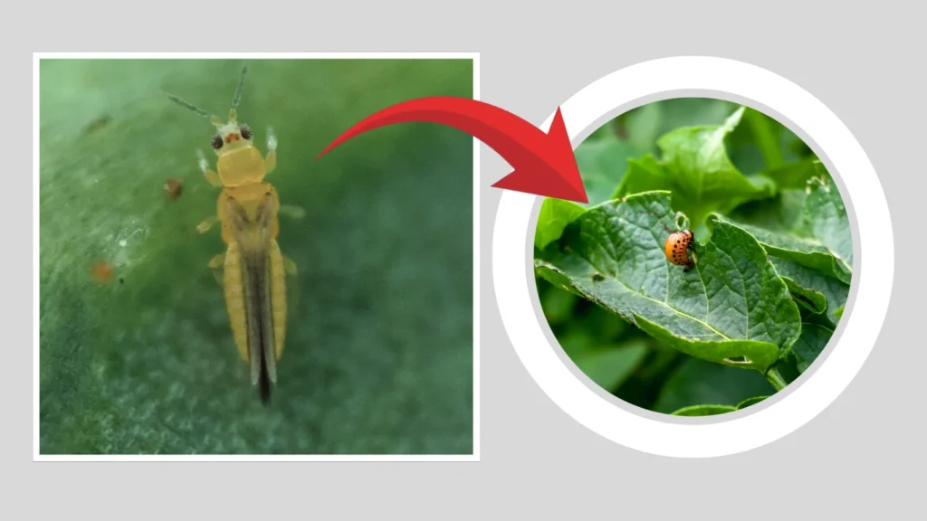 Can thrips be mistaken for other pests