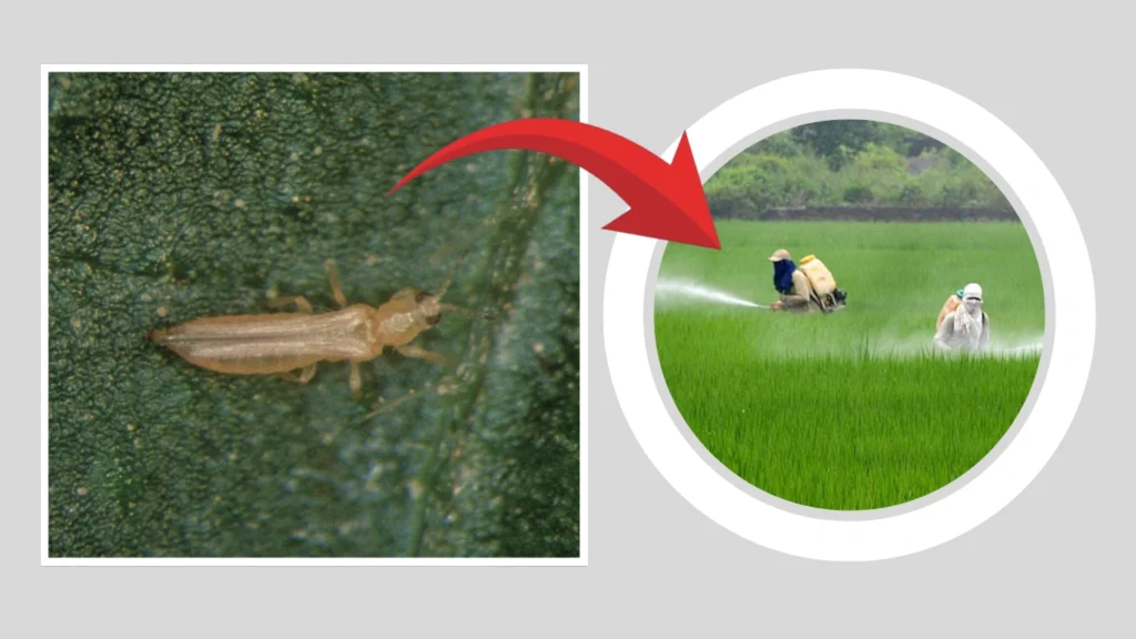 Can thrips develop resistance to insecticides
