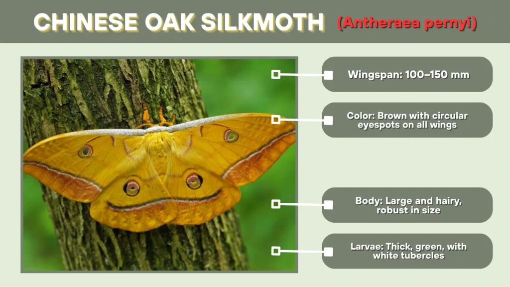 Chinese Oak Silkmoth (Antheraea pernyi)
