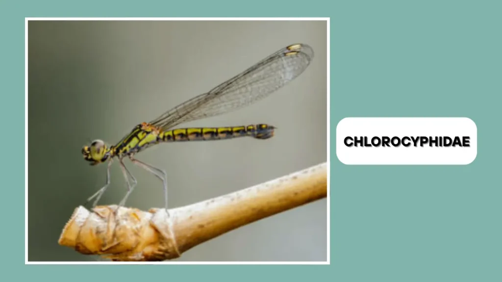 Chlorocyphidae (Jewel Damselflies)