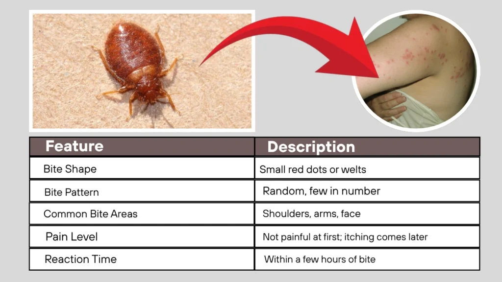 Cimex pilosellus Bite