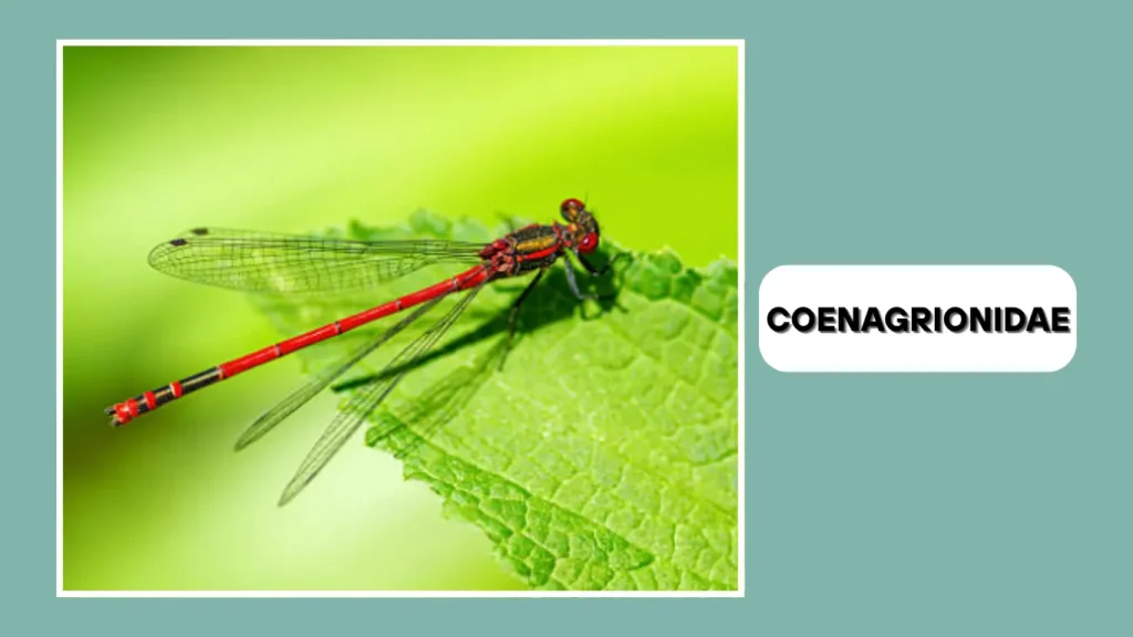 Coenagrionidae (Narrow-winged Damselflies)